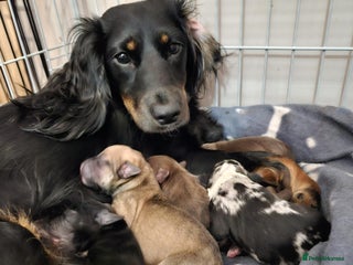 Mixed Breed dogs - Advert 4