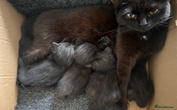 Maine Coon cats for sale: Maine coon x BSH babies - Image 2