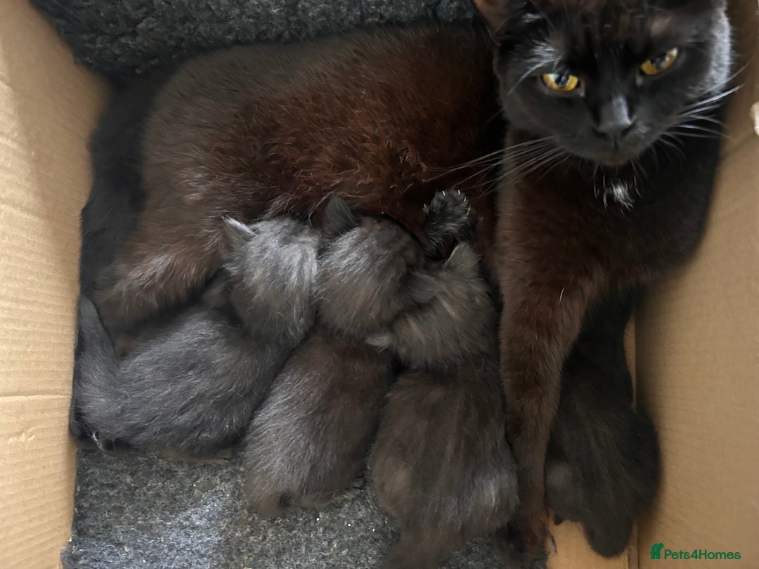 Maine Coon cats for sale: Maine coon x BSH babies - Image 2