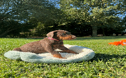 Dobermann dogs for sale: Ready now, Outstanding KC Reg Dobermann puppies - Image 35