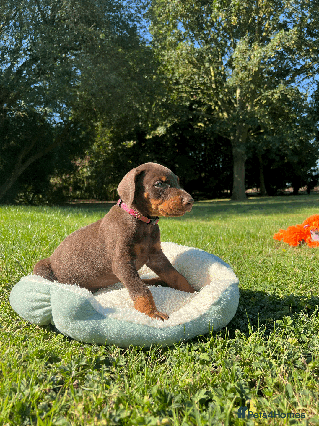 Dobermann dogs for sale: Ready now, Outstanding KC Reg Dobermann puppies - Image 35