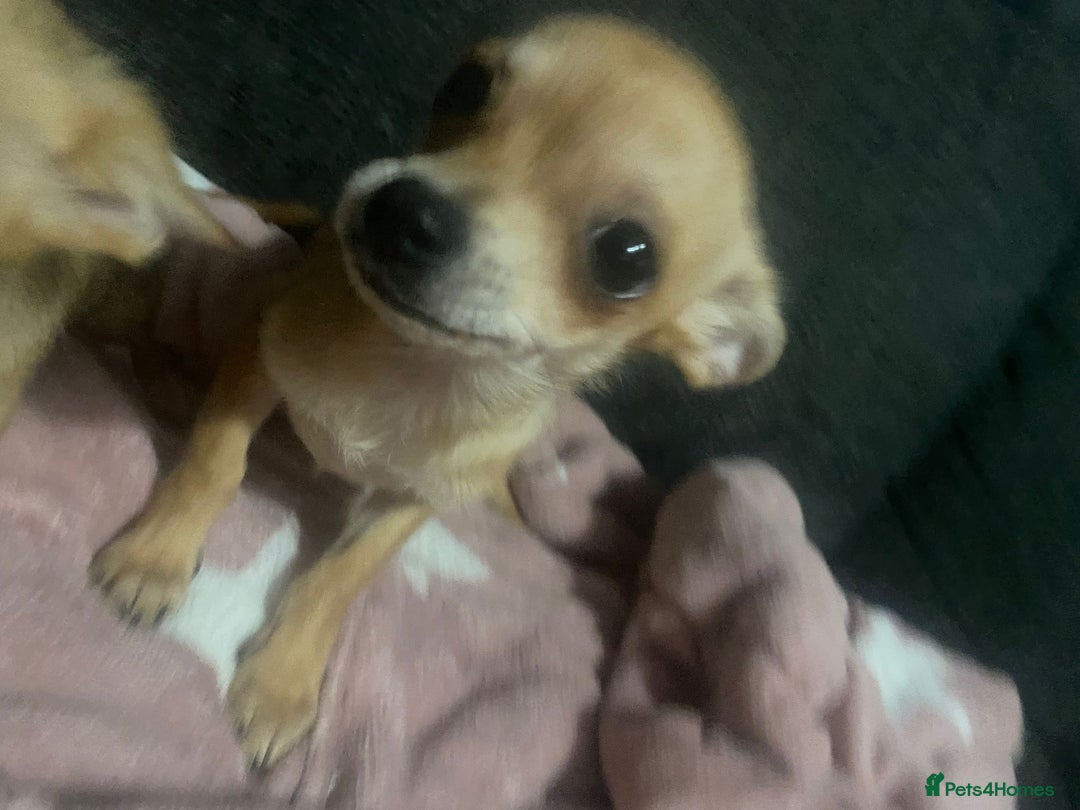 Chihuahua dogs for sale: Chihuahua pups  - Image 11