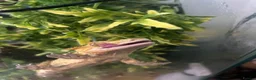 Gecko reptiles for sale: crested gecko  - Advert 3