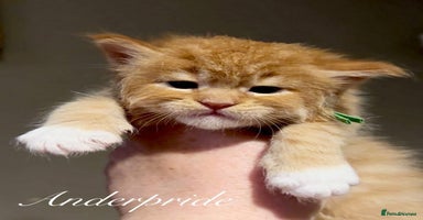 Maine Coon cats - Advert 5