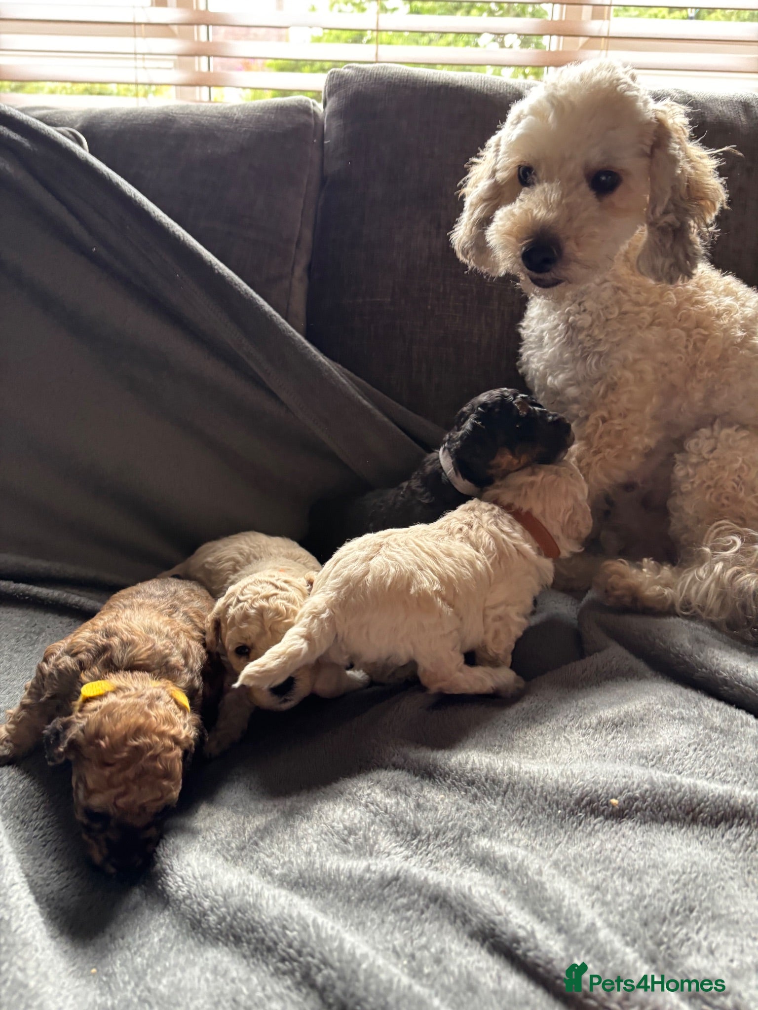 Toy Poodle dogs Toy Poodles - Advert 2