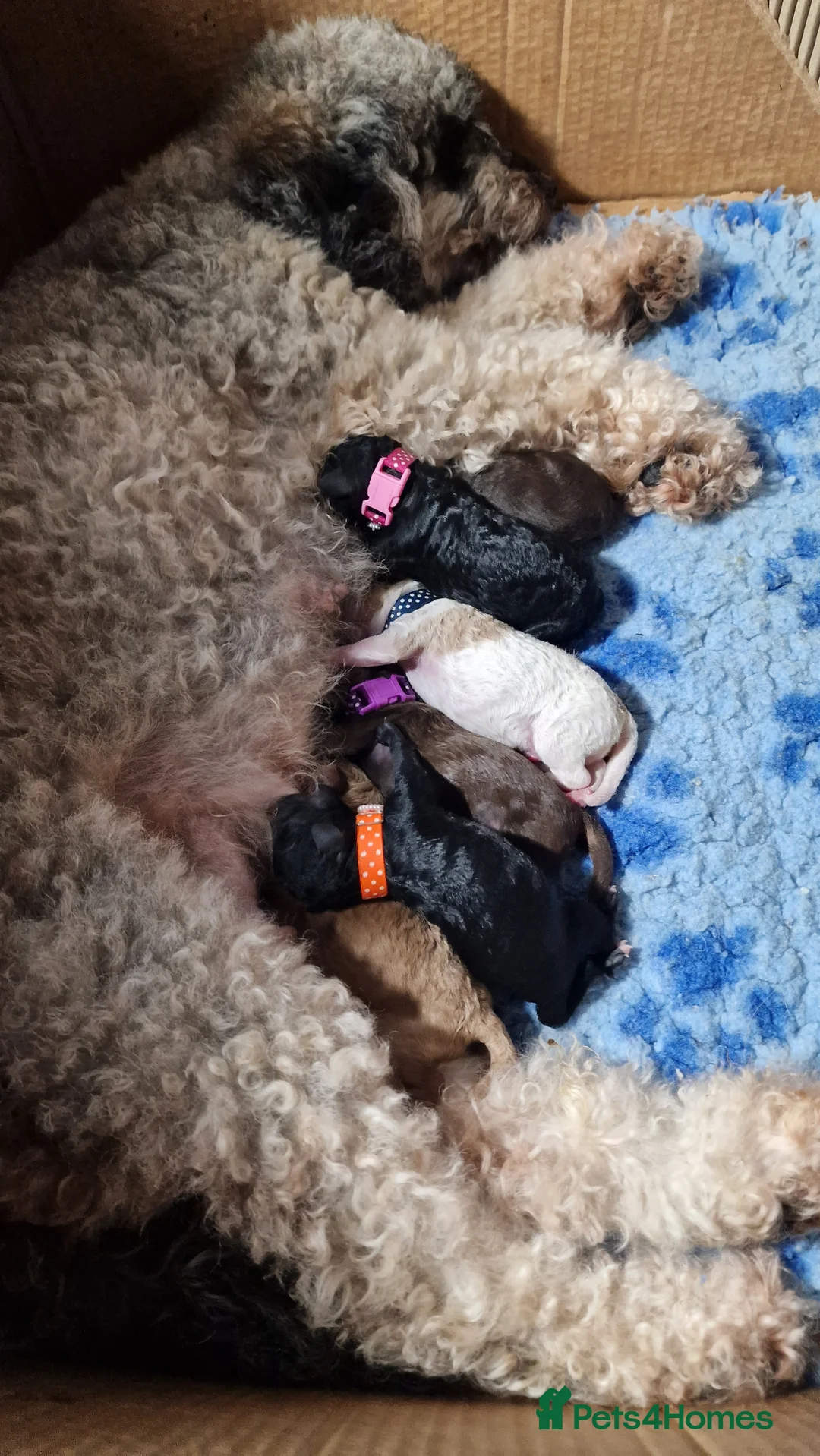 Miniature Poodle dogs for sale: Stunning Miniature Poodle Puppies PRA clear  - Advert 2