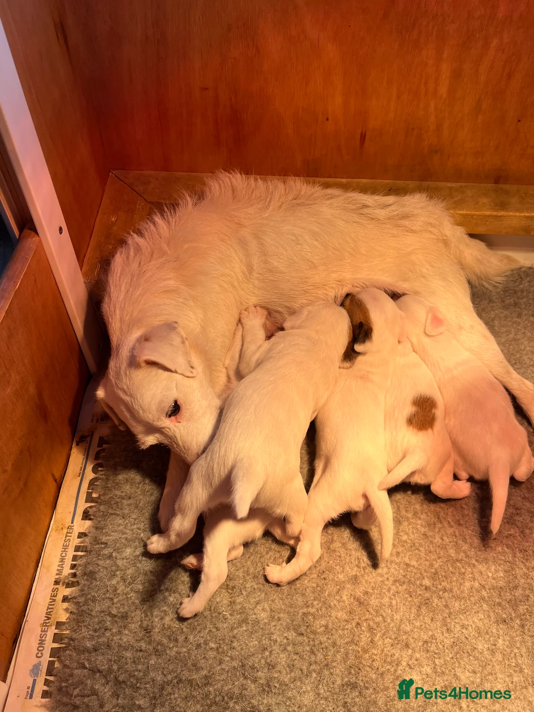 Parson Russell dogs for sale: Stunning KC REG Parson Terrier Pups  - Advert 4