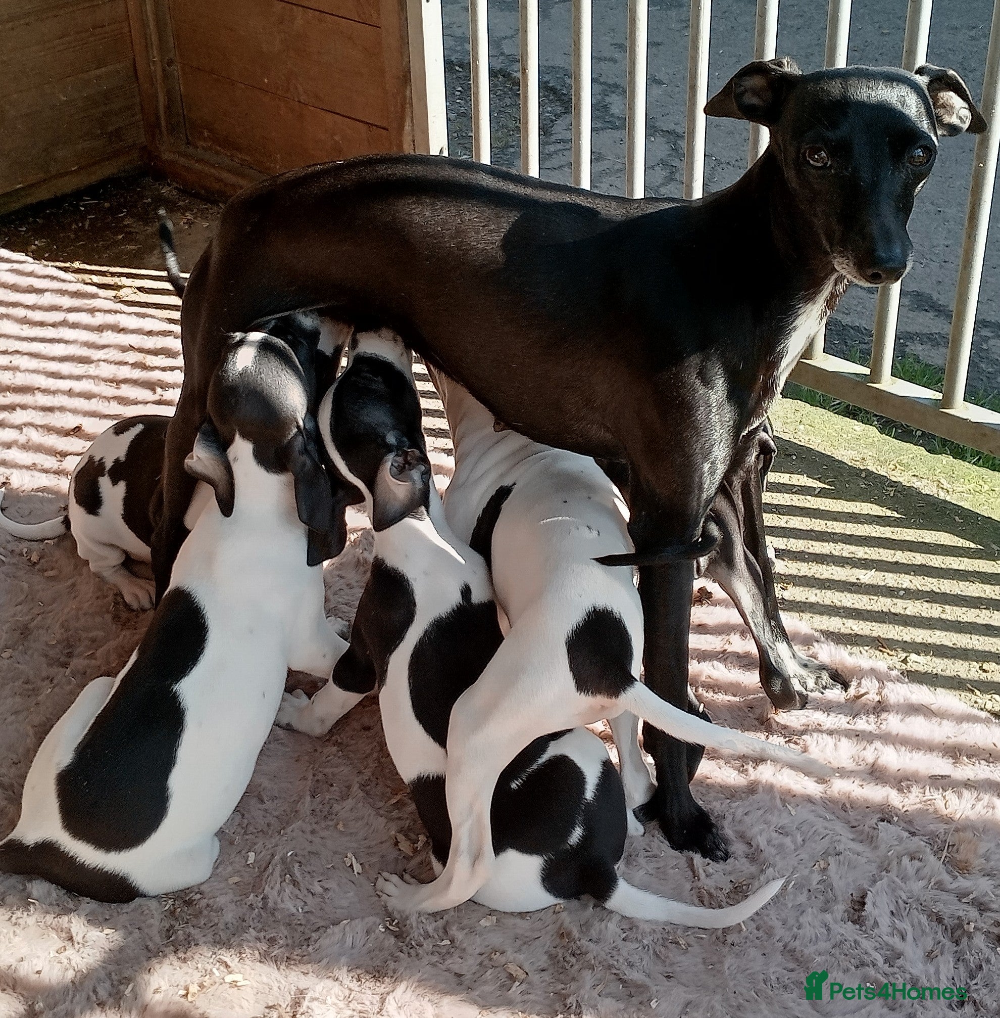 Italian Greyhound dogs Full Italian Greyhound puppies  - Advert 2