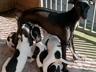 Italian Greyhound dogs Full Italian Greyhound puppies - Advert 1