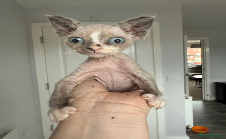 Devon Rex cats - Advert 1