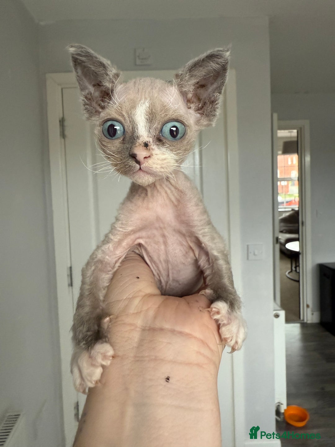 Devon Rex cats for sale: Cross Devon Rex. - Image 1