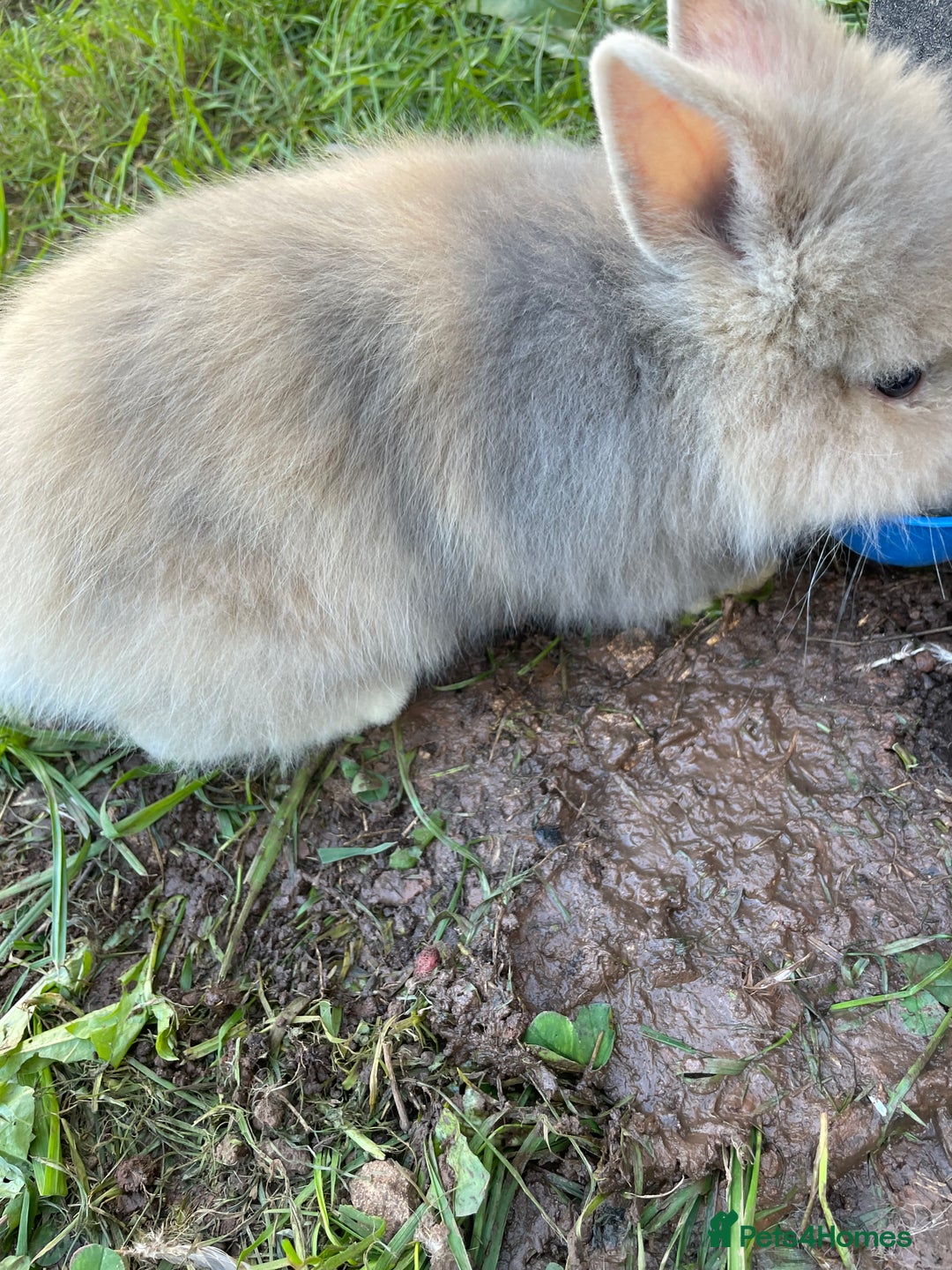 Lionhead rabbits for sale: Lion head  - Image 27
