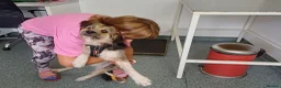 Mixed Breed dogs for adoption: BEN's Journey to Safety - Advert 14