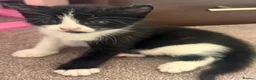 Mixed Breed cats for sale: Adorable kittens looking for their forever homes  - Advert 5