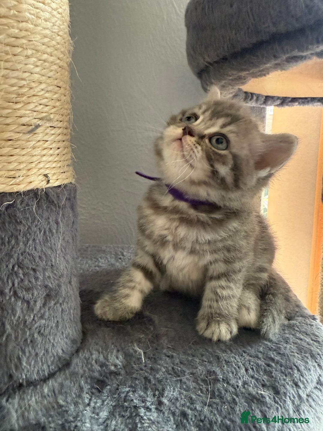 Scottish Fold cats for sale: Scottish fold kittens  - Image 13