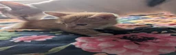 Mixed Breed cats for sale: Gorgeous Kittens Looking for Their Forever Homes in West Calder - Advert 32