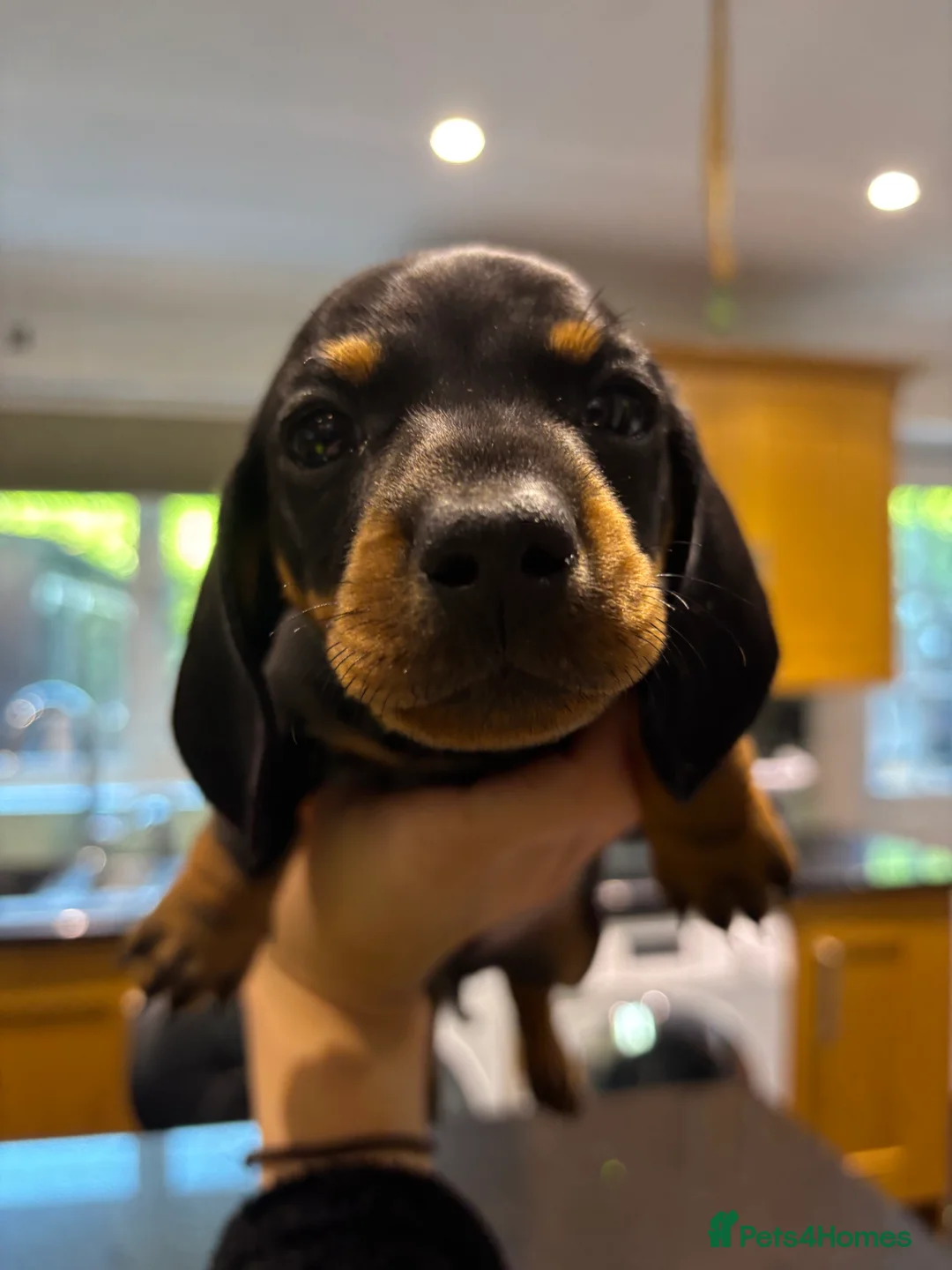 Miniature Dachshund dogs for sale: Miniature dachshunds ready for new homes 🤍 - Advert 9