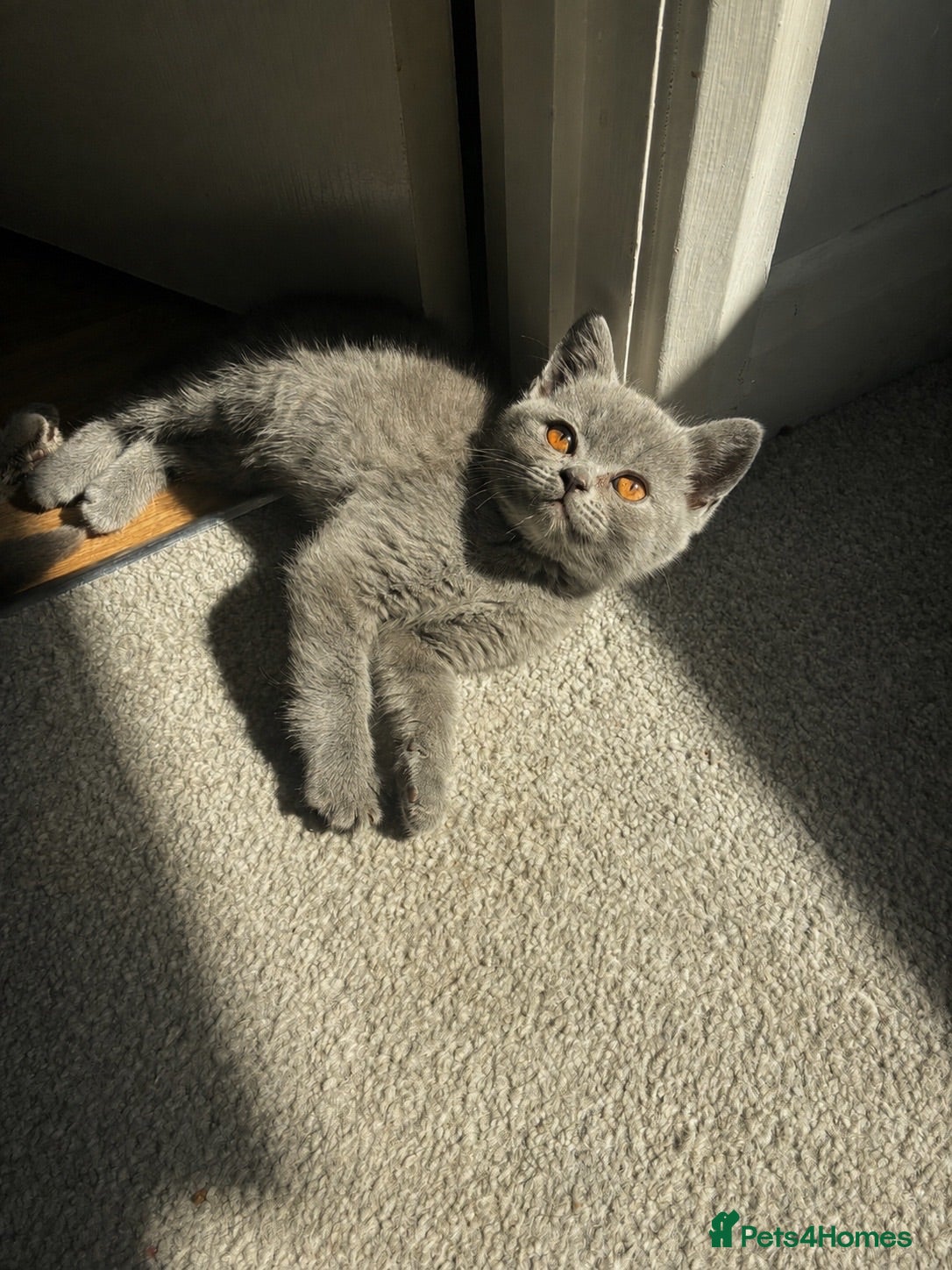 British Shorthair cats Blue British shorthair✨ - Advert 6