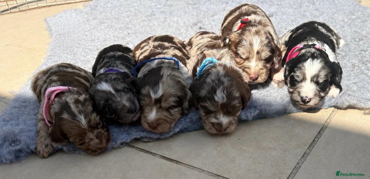 Sproodle dogs Gorgeous F1 Merle Sproodles  - Advert 2