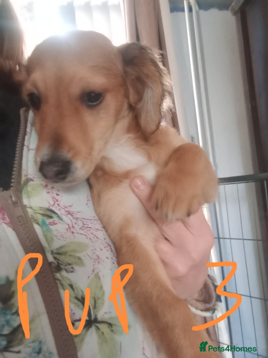 Mixed Breed dogs for sale: 3 Cockapoo x Jack Russell DNA clr Mum - Advert 16