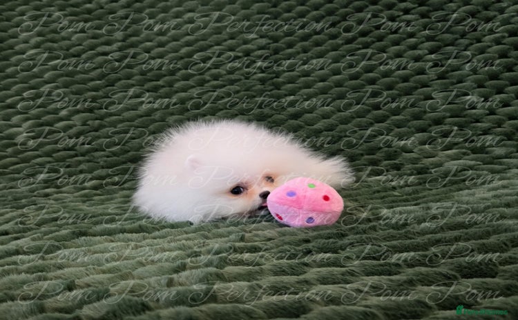 Pomeranian dogs Gorgeous Teddy bear Pomeranian puppies  - Advert 1