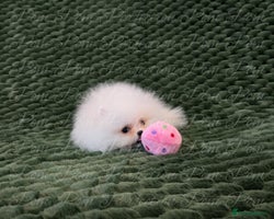 Pomeranian dogs - Advert 7