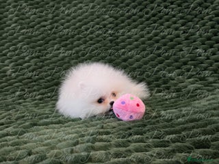 Pomeranian dogs Gorgeous Teddy bear Pomeranian puppies - Advert 2