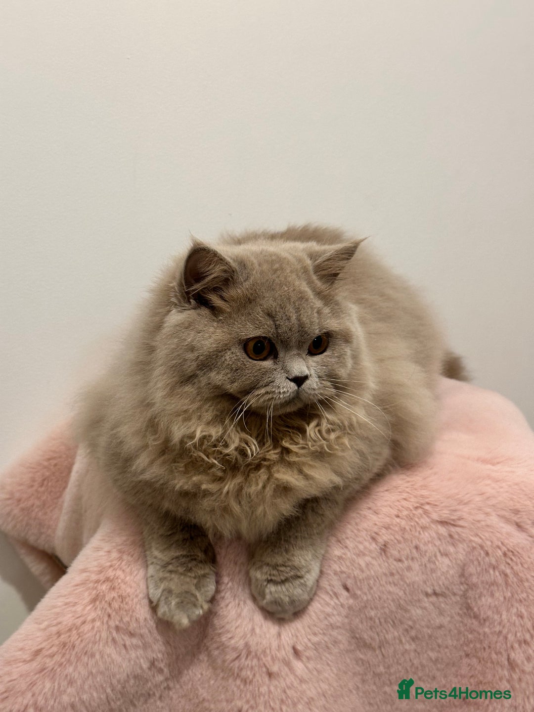 British Longhair cats for sale: Ready 🐻British Longhair chunky kittens💎🧸 - Advert 8