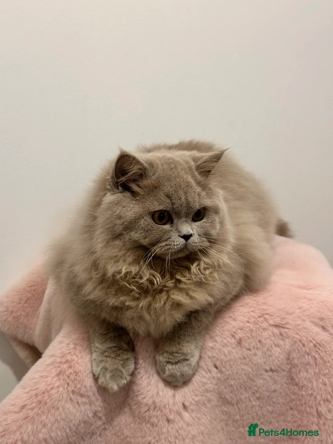 British Longhair cats for sale: Ready 🐻British Longhair chunky kittens💎🧸 - Advert 8