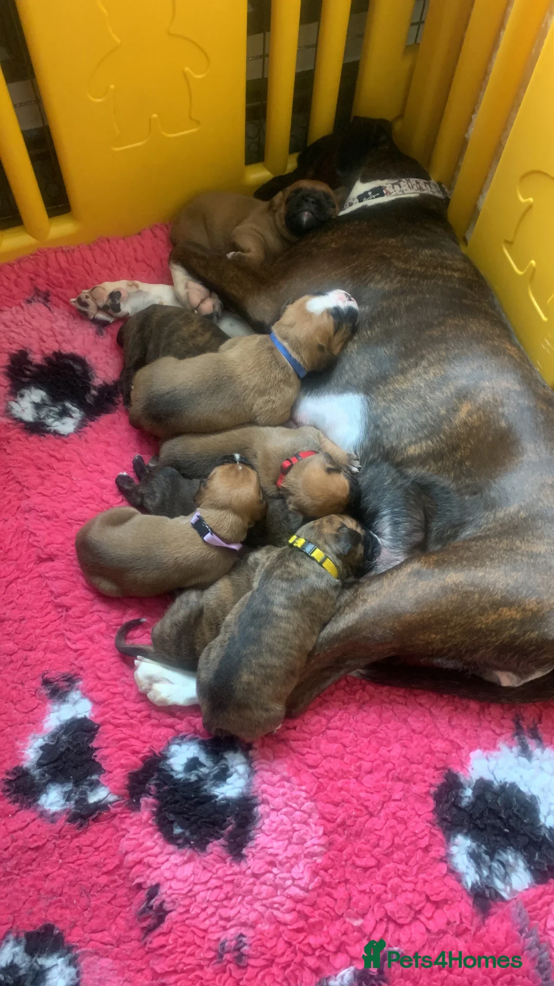 Boxer dogs for sale: Pedigree Boxer Puppies for Sale  - Advert 15