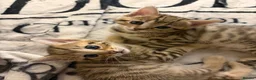 Bengal cats for sale: Bengal Mix kittens 🐱  in Hinckley - Advert 10