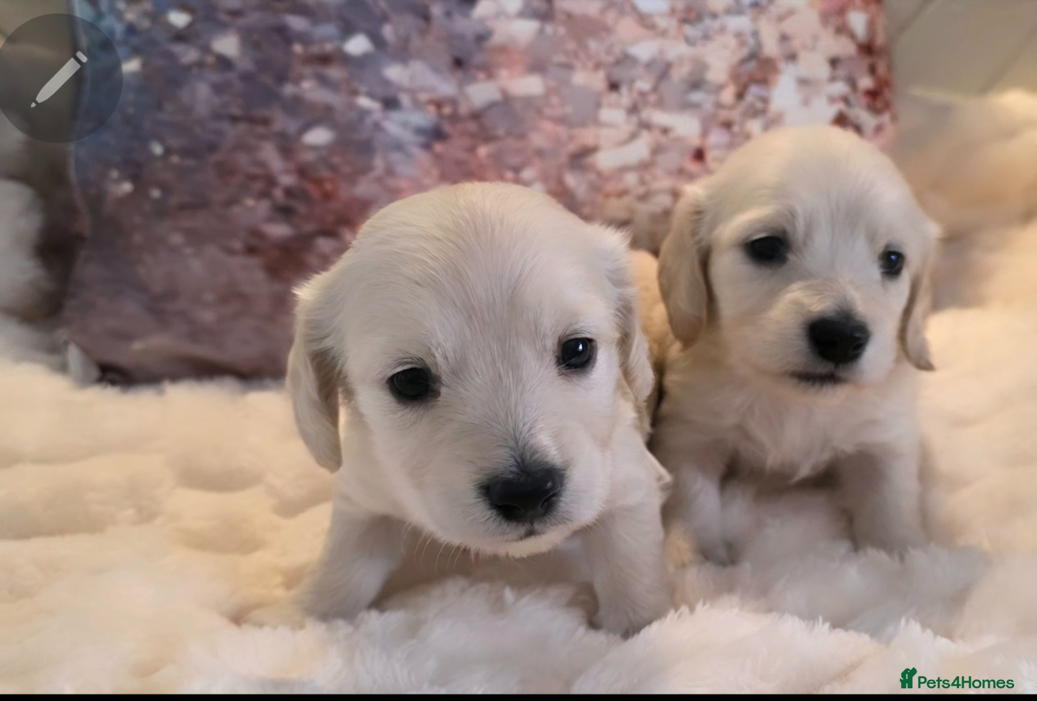 Miniature Dachshund dogs ⭐️ Stunning Clear Cream Miniature Dachshund boys⭐️ - Advert 1
