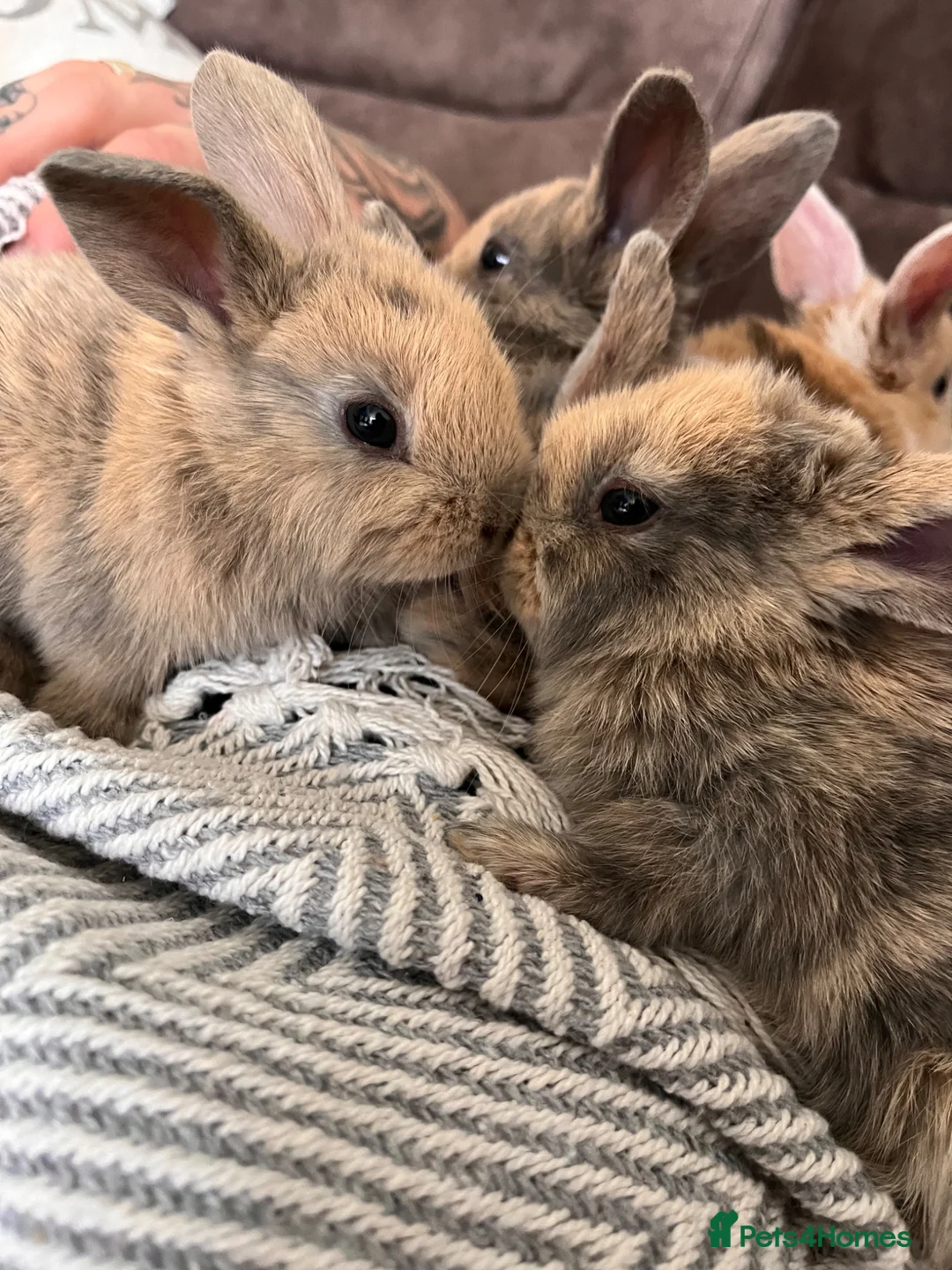 Mini Lop rabbits for sale: Mini lop baby rabbits for sale. Ready in 4 weeks in Warrington - Advert 2
