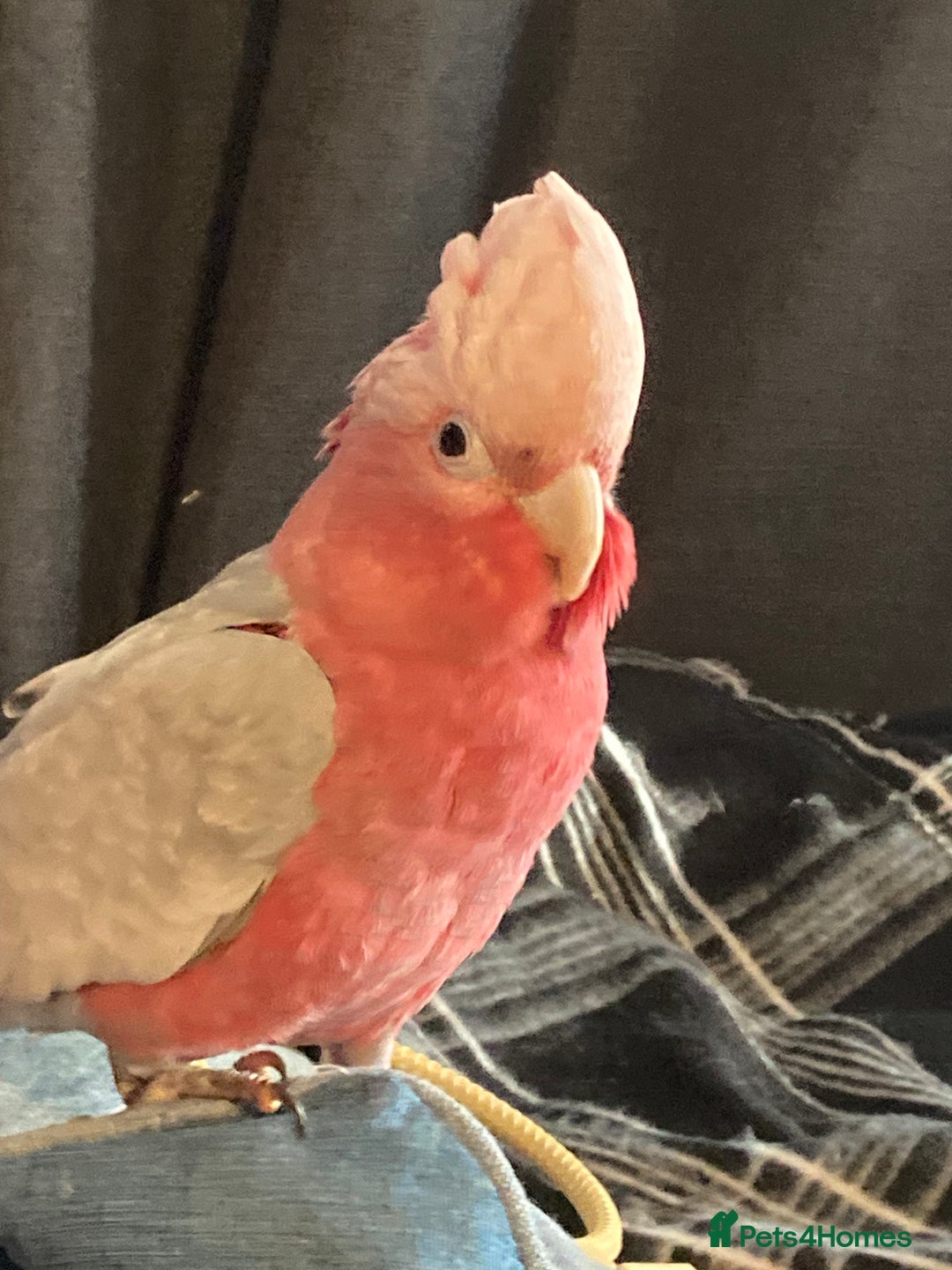 Cockatoo birds for sale: Male Galah cockatoo with cage - Advert 7