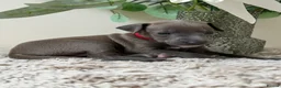 Italian Greyhound dogs for sale: KC registered Beautiful pups - Advert 26