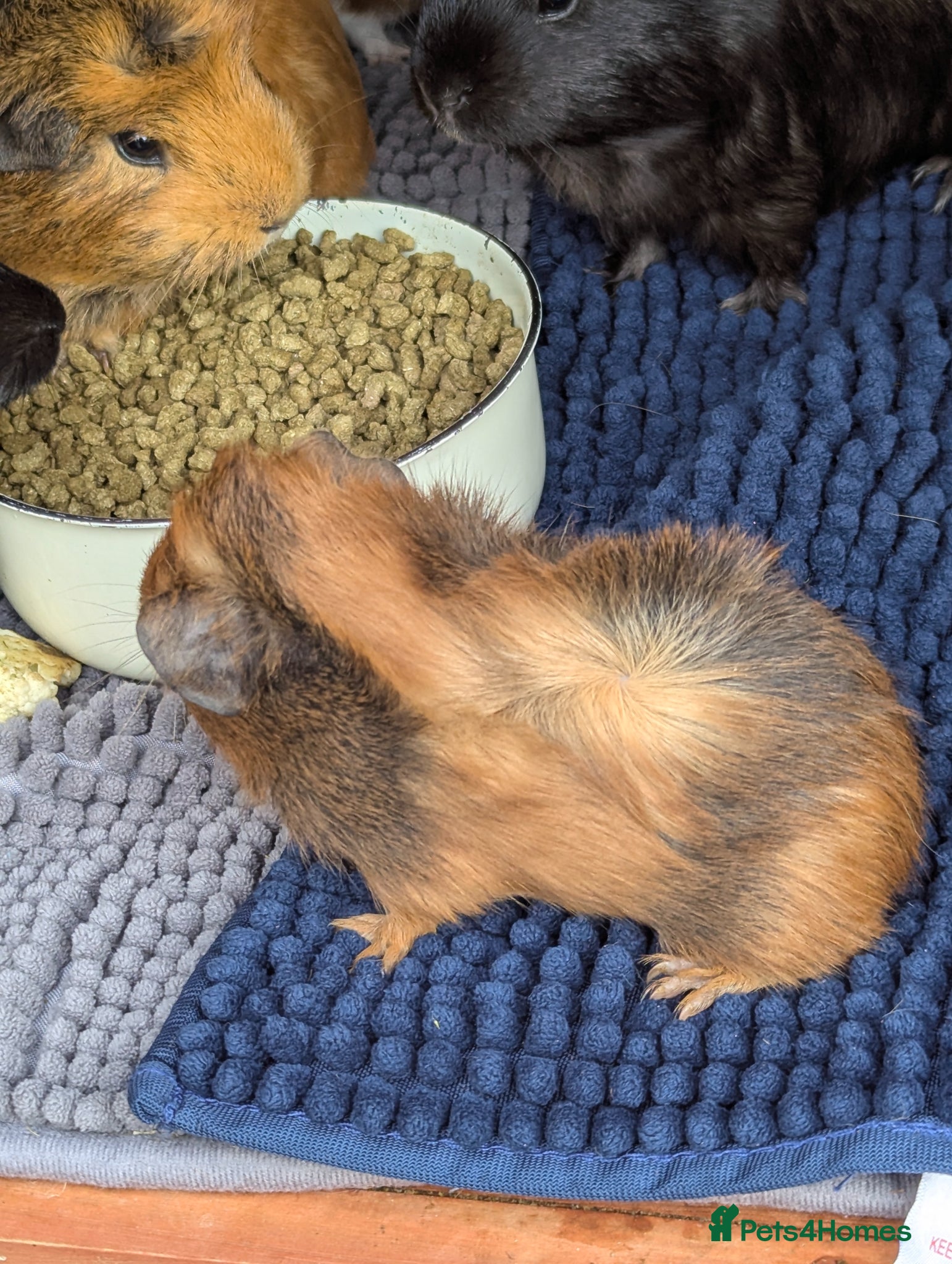 Guinea Pig rodents for sale: Beautiful mixed litter of baby guinea piggies. - Advert 8