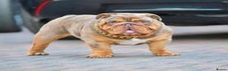 English Bulldog dogs for stud: Proven English bulldog Stud - Don Truffle - Advert 4