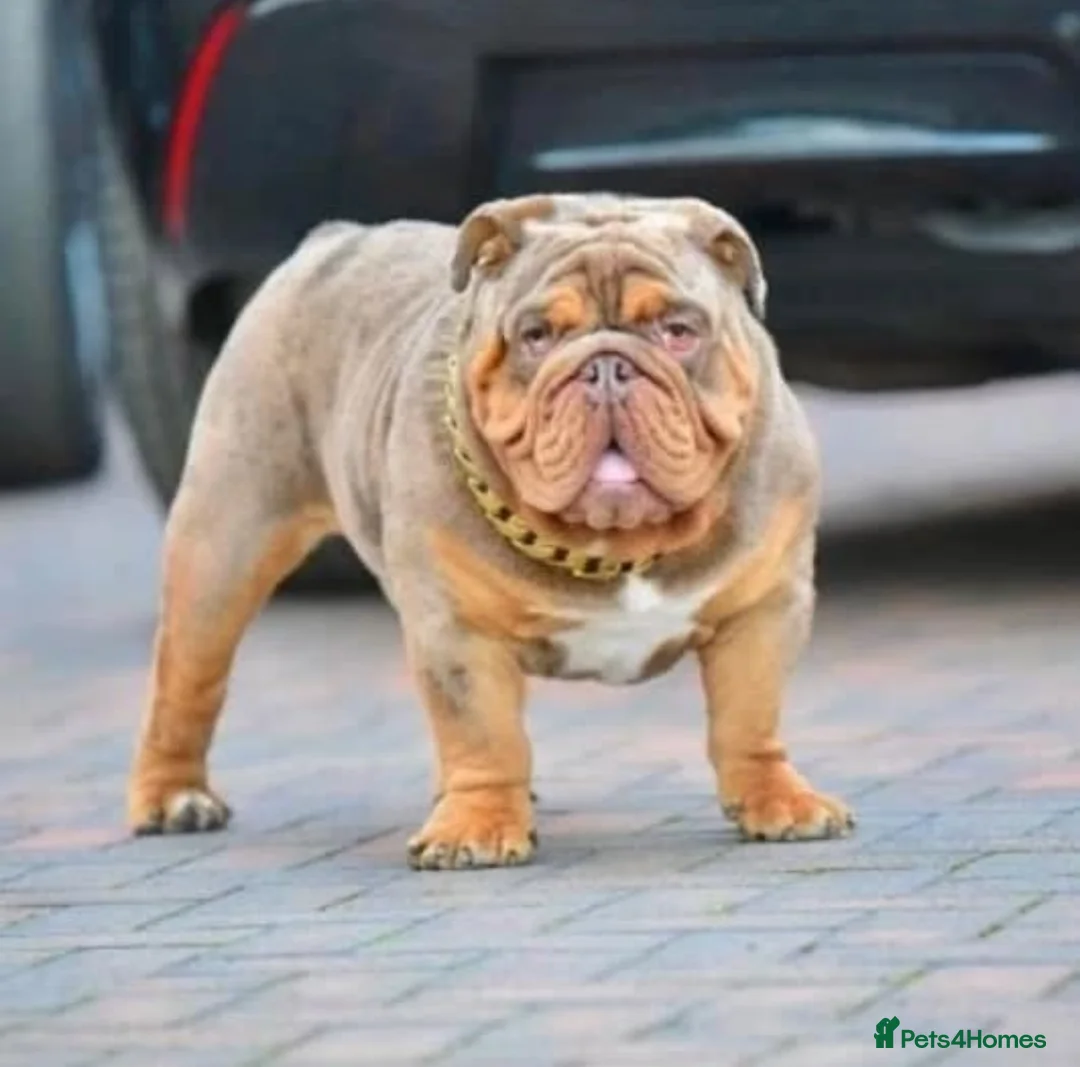 English Bulldog dogs for stud: Proven English bulldog Stud - Don Truffle - Advert 4