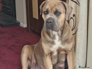 Cane Corso dogs ITALIAN CANE CORSO - Advert 1