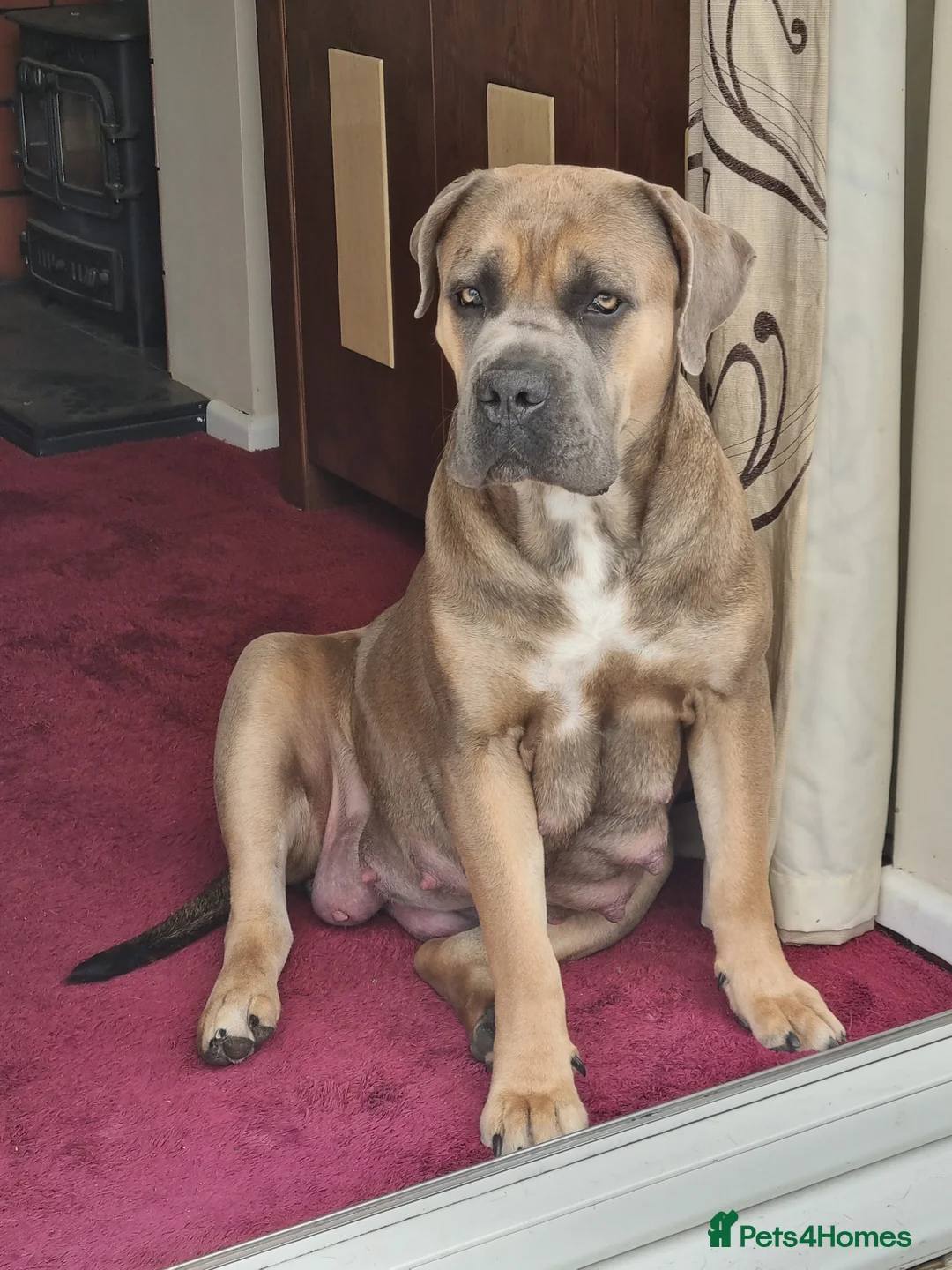 Cane Corso dogs for sale: ITALIAN CANE CORSO  - Advert 1
