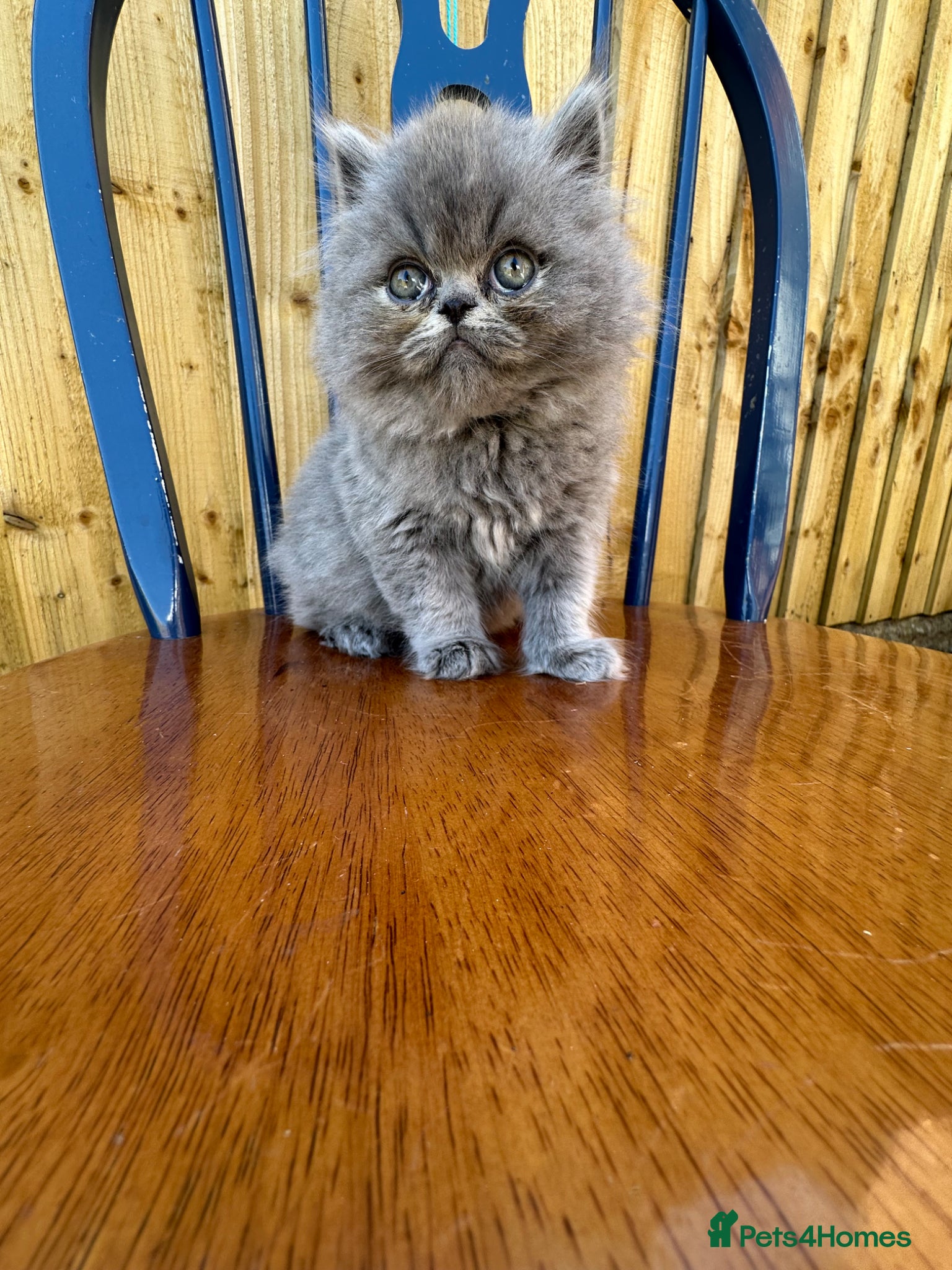 British Shorthair cats Top Quality British Shorthair kittens - Advert 15