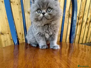 British Shorthair cats Top Quality British Shorthair kittens - Advert 15