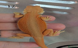 Bearded Dragon reptiles for sale: Baby Bearded dragons. Witblits, genetic stripes - Image 3