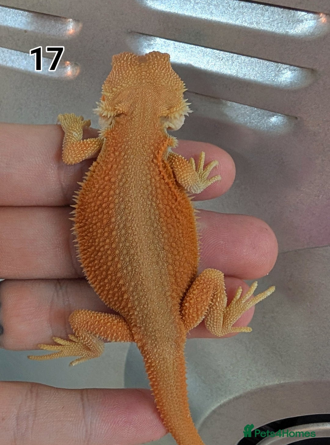 Bearded Dragon reptiles for sale: Baby Bearded dragons. Witblits, genetic stripes - Image 3
