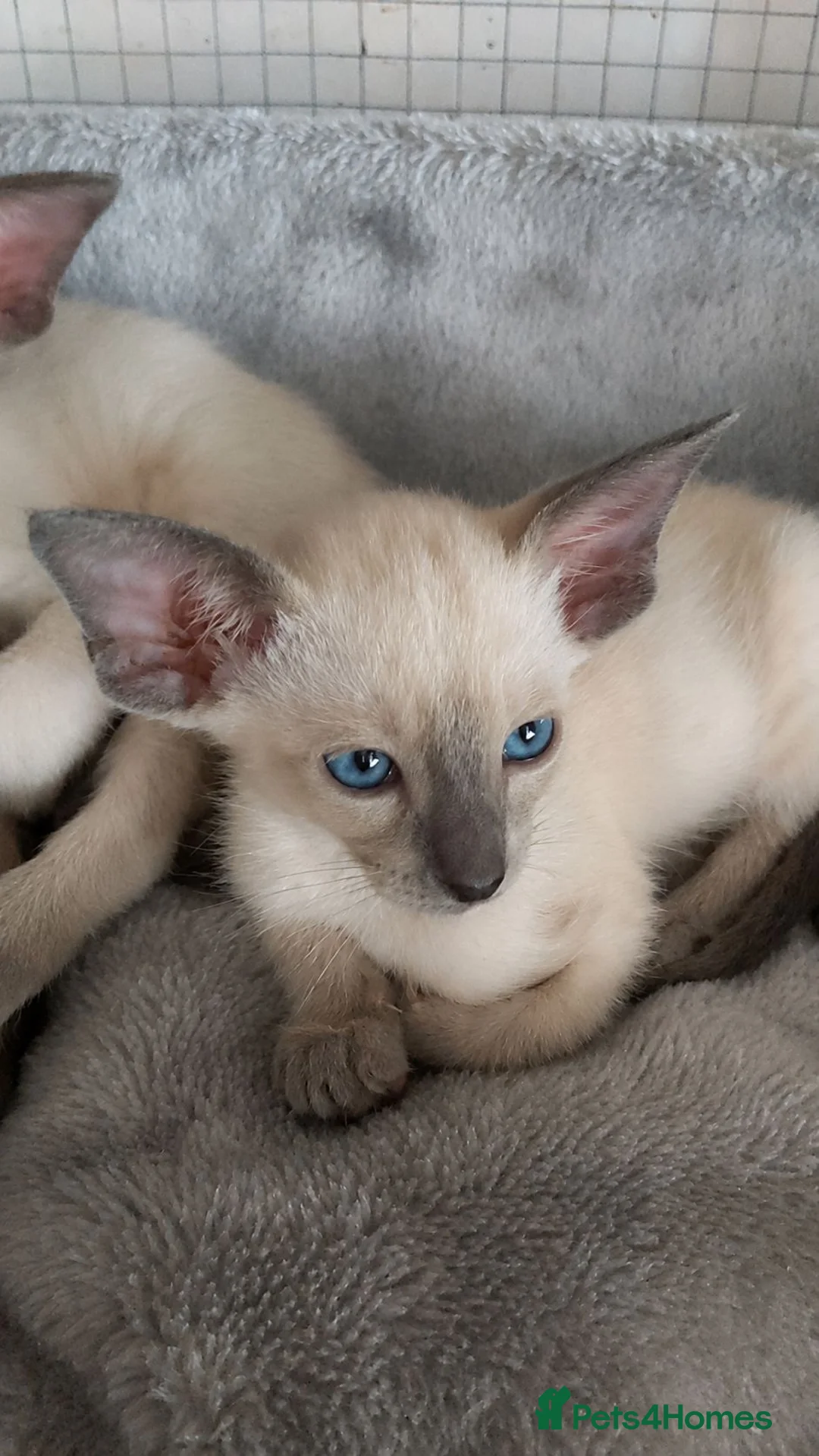 Oriental cats for sale: FULL Pedigree Oriental XL size ears GCCF - Advert 2