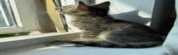 Mixed Breed cats for sale: Beautiful bengal cross kittens in Edinburgh - Advert 7