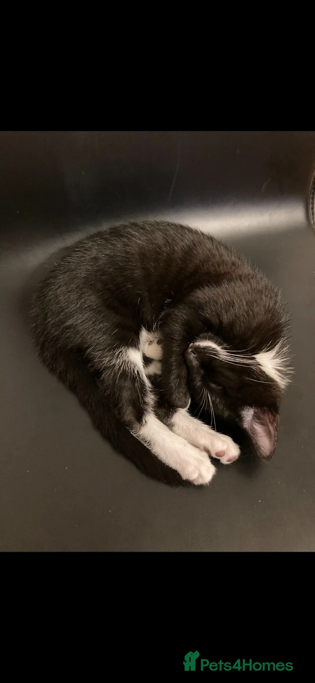Mixed Breed cats for sale: Kitten for sale  in London - Advert 4