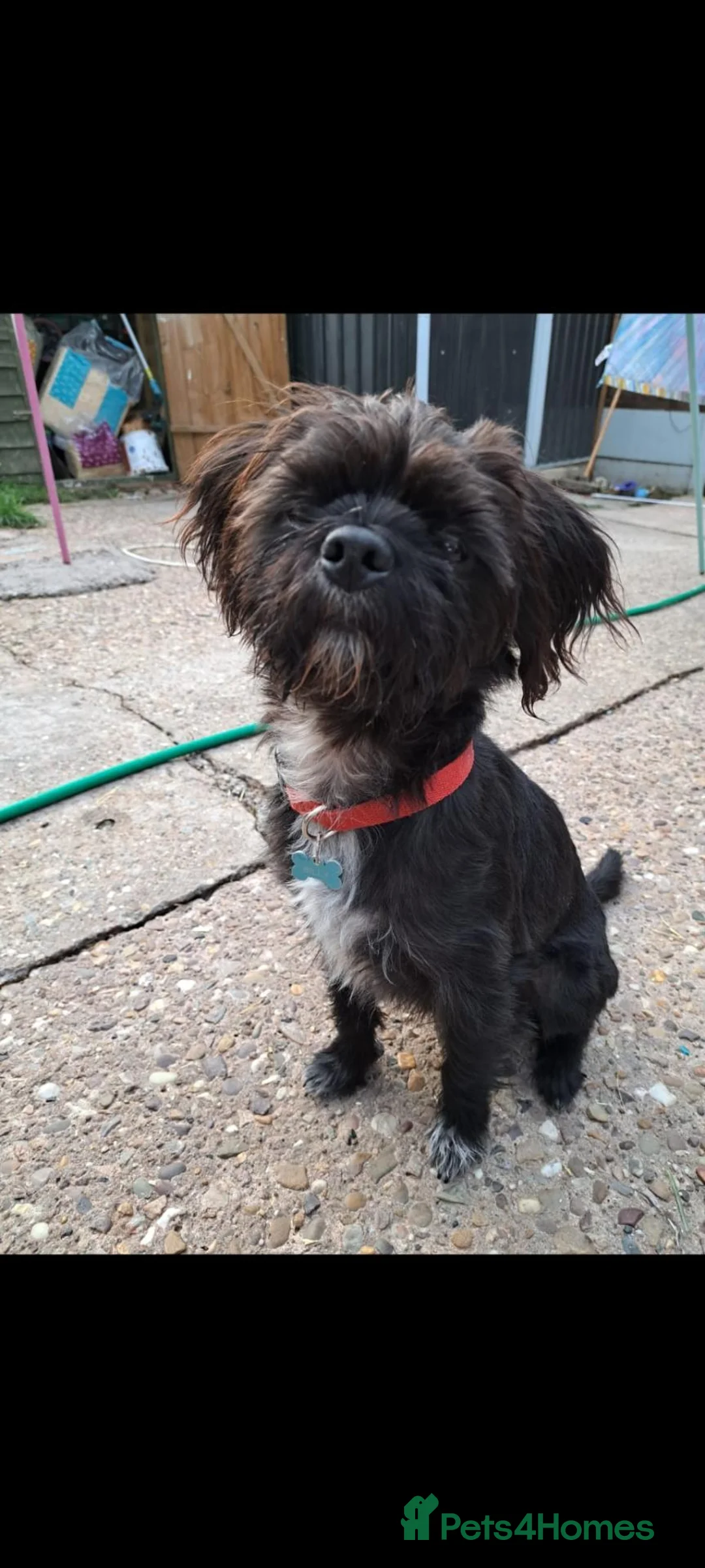 Mixed Breed dogs for sale: 2 year old  - Advert 2