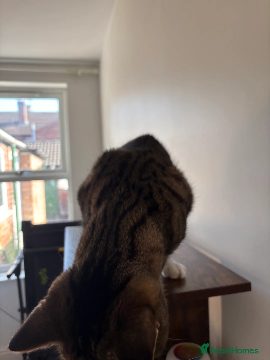 Mixed Breed cats for sale: 3 year old cat up for rehoming  in Lincoln - Advert 2