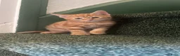 Mixed Breed cats for sale: Ginger male kitten - Advert 1